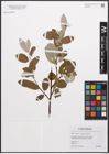 Foto von Salix caprea L. x Salix phylicifolia L.